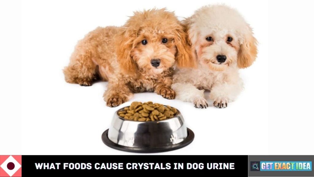 What Foods Cause Crystals in Dog Urine